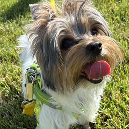 Bobalicious Extra-Sweet - Parti female Yorkshire Terrier puppy in Ontario, California from Yorkie Wonderlands