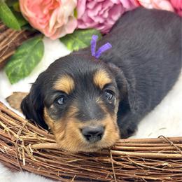 Harbour - Black and tan female Dachshund puppy in Exeter, California from Sawtooth Miniature Dachshunds
