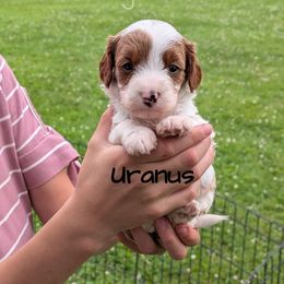 Uranus - Blenheim female Cavapoo puppy in Amboy, Indiana from Wag'in Tails