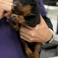 Blue Collar - Harlequin male Beauceron puppy in Floyd’s Knobs, Indiana from Birdwing Beaucerons
