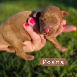 Moana - female Cavapoochon puppy in Bullard, Texas from Cavapoochon Central LLC
