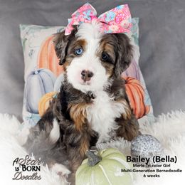 BELLA -Pink Collar - Blue merle female Bernedoodle puppy in Jackson, Michigan from A Star is Born Doodles
