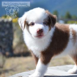RMM-3 - Red merle male Miniature American Shepherd puppy in Baker City, Oregon from Back Country Aussies
