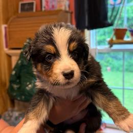 Yukon - Black tri-color male Australian Shepherd puppy in Altmar, New York from E&C Australian Shepherds