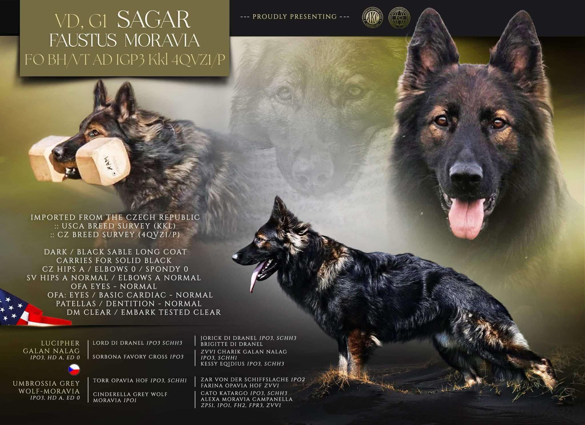 Sagi