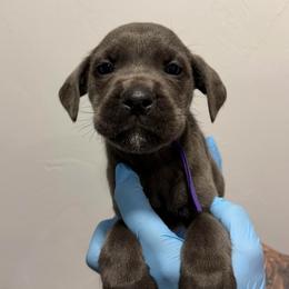 Female 2 - Gray female Cane Corso puppy in Cashion, Oklahoma from APEXOK Cane Corsos LLC