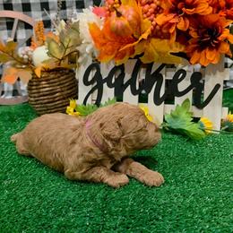 Candy (pink collar) - Red  female Goldendoodle puppy in Atco, New Jersey from Flannery’s lucky puppies 🍀
