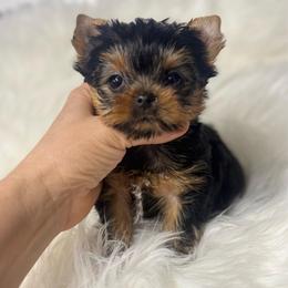 Romeo - Black and gold male Yorkshire Terrier puppy in Fredericksburg, Indiana from Yorkie Blessings