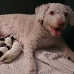 Spanish Water Dog puppies from The Woolly Dog Ranch