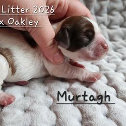 Boy 2 Murtagh Fitzgibbons - Sable male Cocker Spaniel puppy in Morristown, Tennessee from Down in the Holler