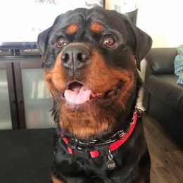 Rottweilers from Sierra Rottweilers