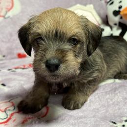 Salena - Wild boar female Dachshund puppy in Lynn, Indiana from 4 seasons