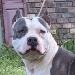 Leo - American Staffordshire Terrier