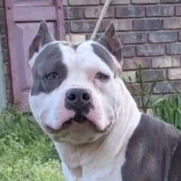 Leo - American Staffordshire Terrier