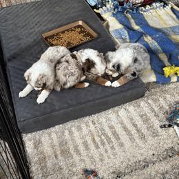 Miniature Australian Shepherd Puppies from Mid-Plains Mini Aussies