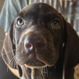 3rd pick female - Black and white female German Shorthaired Pointer puppy in Forest Lake, Minnesota from Northern Lights Goldens