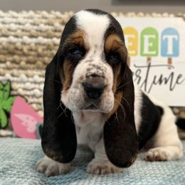 Watermelon Sugar (pink collar) - Black brown and white female Basset Hound puppy in Edmonton, Kentucky from RiverBottom Bassets