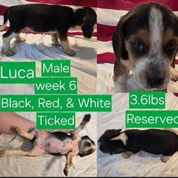 Luca Green Male - Black red and white male Beagle puppy in Bemidji, Minnesota from Nse Farms Beagles