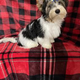 Biewer Terrier Puppies from Southern Star Biewers
