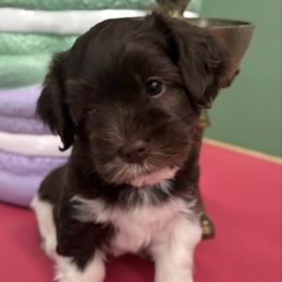 Maple - Chocolate male Havanese puppy in Bloomington, Illinois from Estelle's Havanese