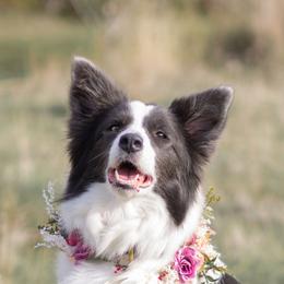 Tiffany - Border Collie