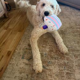 Double Doodle, Goldendoodle, and Labradoodle All Grown Up from Godley Doodles Of Texas