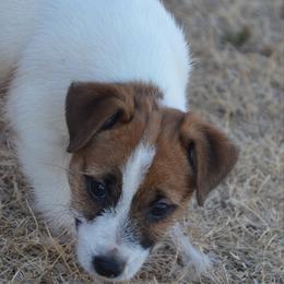 General - White and tan male Russell Terrier puppy in Oklahoma from Elite Russell Terriers