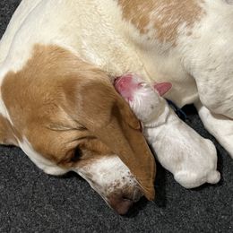 Basset Hound Puppies from Blessed Bassets