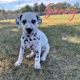 Sunny - White and black female Dalmatian puppy in Joplin, Missouri from Ruffles, Ridges, & Spots!