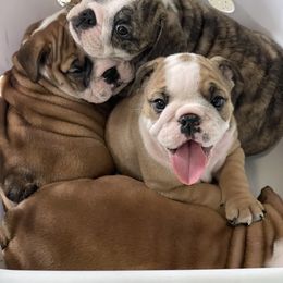 Bulldog puppies from Kandyland Bulldogs