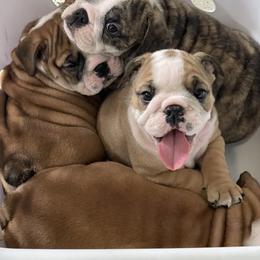 Bulldog puppies from Kandyland Bulldogs