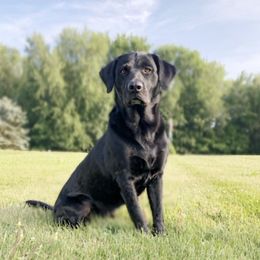 Labrador Retrievers from Flight Cancelled Kennels