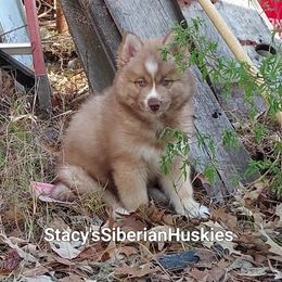 Cheif - Red and white male Siberian Husky puppy in Savannah, Georgia from Stacy's Siberian Huskies