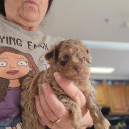 Sallie - Brown female Poodle puppy in Mc Dade, North Carolina from Toy Poodles of NC