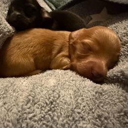 Red girl - Red female Dachshund puppy in Cattaraugus County, New York from H&C’s Dachshunds and Retrievers