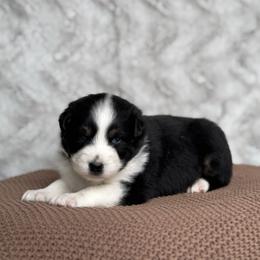 Miley - Black tri-color female Australian Shepherd puppy in Argyle, Iowa from Country Time Kennels