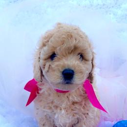 Goldendoodle, Maltipoo, and Poodle Puppies from Winchester Hills Poodles and Doodles
