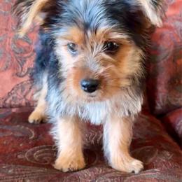 Rocky - Black and tan male Yorkshire Terrier puppy in Bakersfield, California from Yorkie To My Heart