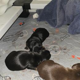 Dachshund puppies from Hamm Weenies  AKC (Dachshunds)