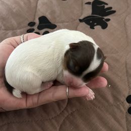 Yorkshire Terrier Puppies from Behrens_Beauties