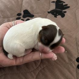 Yorkshire Terrier Puppies from Behrens_Beauties