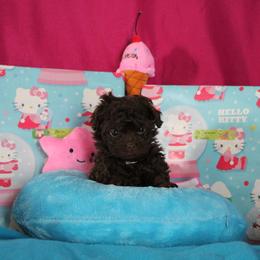 Russian Tsvetnaya Bolonka and Shih Tzu Puppies from Pink Lotus Kennels