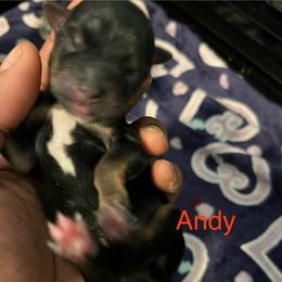 Andy - Black and tan male Yorkshire Terrier puppy in Gastonia, North Carolina from Precious pups dynasty kennel