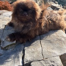 AKC Aspen - Red Pekingese puppy in Cumming, Georgia from Imperial Pekingese