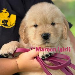 Maroon - Golden male Golden Retriever puppy in Mills River, North Carolina from Appalachian Dog Training LLC