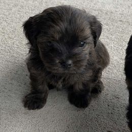Companion Cross Puppies from Yorkies from the heart