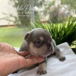 AKC Crouton - Tricolors male French Bulldog puppy in Powder Springs, Georgia from Twinkle Paws Frenchies and Yorkies