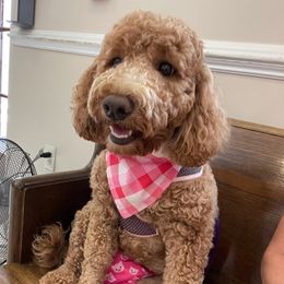 Whitley - Goldendoodle