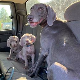 Weimaraners from Heather Fender's Weimaraners