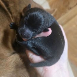 Smaller black male - Black male Schipperke puppy in Randsburg, California from Light's Family Farm & Schipperke Ranch